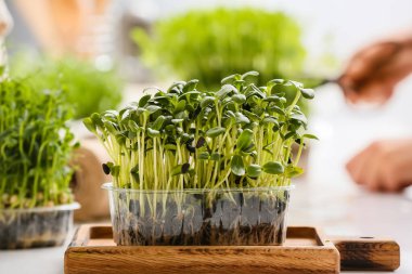 Masada taze ayçiçeği mikro yeşili olan tahta.