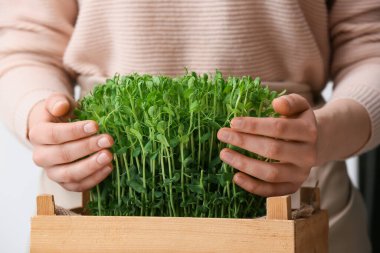 Hafif arka planda taze mikro yeşillikleri olan kadın, yakın plan.