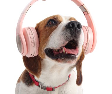 Beyaz arka planda kulaklıkları olan sevimli Beagle köpeği.