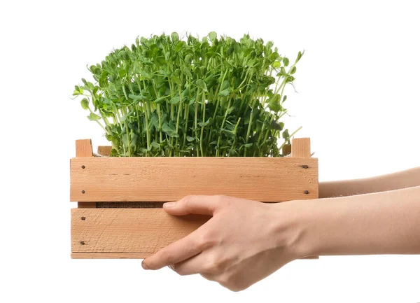 Vrouwelijke Handen Met Houten Doos Van Verse Micro Groen Witte — Stockfoto