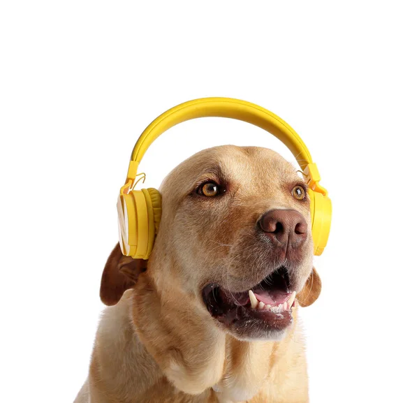 Cute Pies Słuchawkami Białym Tle — Zdjęcie stockowe
