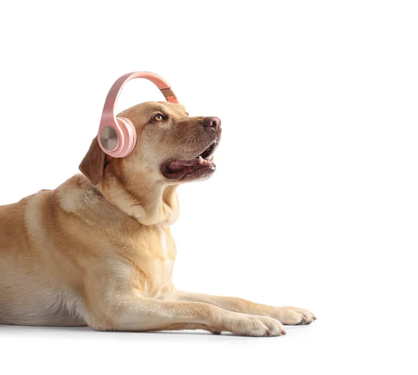 Netter Hund Mit Kopfhörer Auf Weißem Hintergrund — Stockfoto