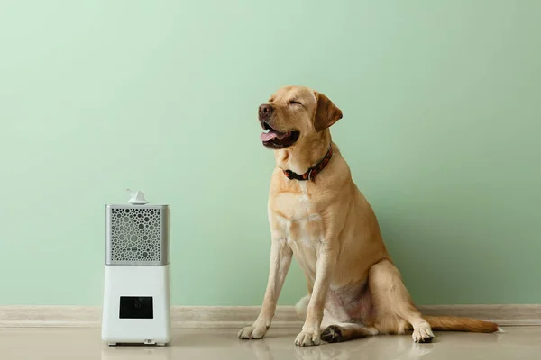 Cute Dog Modern Humidifier Color Wall — Stock Photo, Image