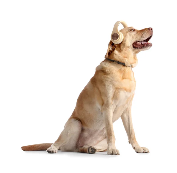 Lindo Perro Con Auriculares Sobre Fondo Blanco —  Fotos de Stock