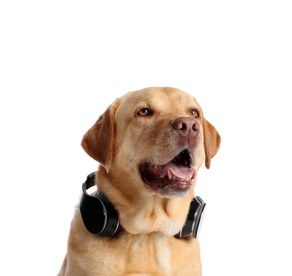 Cute Dog Headphones White Background — Stock Photo, Image