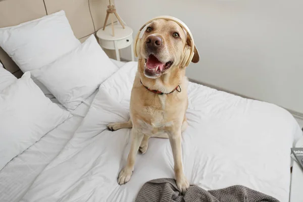 Anjing Lucu Dengan Headphone Mendengarkan Musik Rumah — Stok Foto
