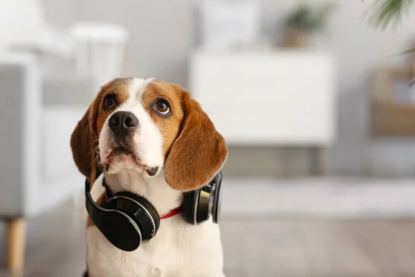 Cute Beagle Dog Headphones Home — Stock Photo, Image