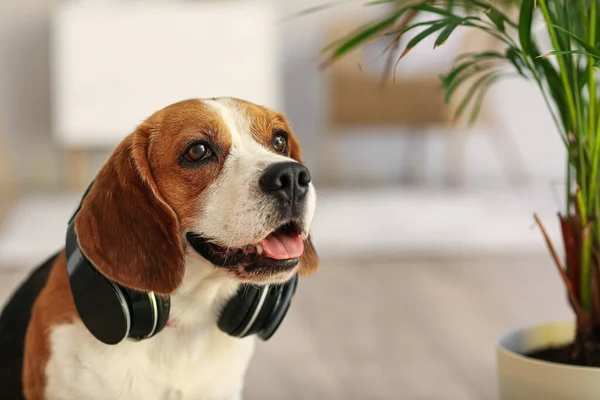 Lindo Perro Beagle Con Auriculares Casa — Foto de Stock