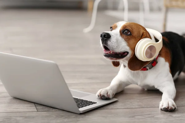 Niedlicher Beagle Hund Mit Kopfhörer Und Laptop Hause — Stockfoto