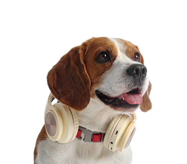 白色背景的带耳机可爱的小猎犬 — 图库照片