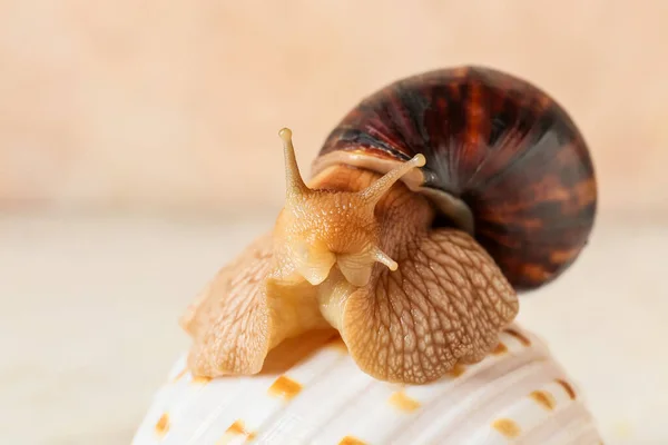 Giant Achatina Snail Seashell Color Background Closeup — Stock Photo, Image