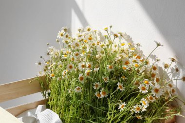 Işık duvarının yanında papatya çayıyla boks, yakın çekim.