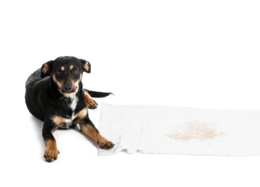 Beyaz arka planda ıslak lekesi olan şirin bir köpek.