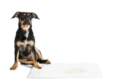 Beyaz arka planda ıslak lekesi olan şirin bir köpek.