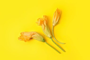 Renkli arkaplanda kabak çiçekleri