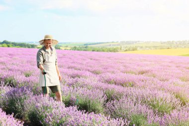 Güzel lavanta tarlalarını sulayan çiftçi.