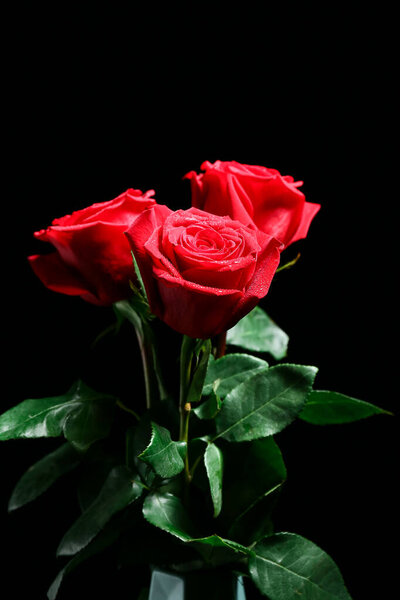 Beautiful roses on dark background