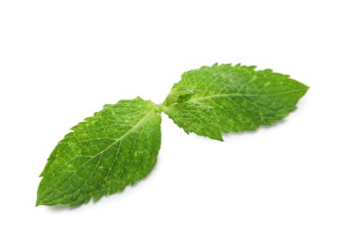 Beyaz arkaplanda yeşil nane yaprakları tazeleniyor