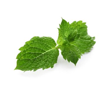 Beyaz arkaplanda yeşil nane yaprakları tazeleniyor