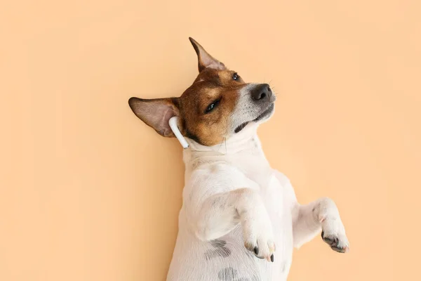 Cute Jack Russel Terrier Earphones Listening Music Color Background — Stock Photo, Image