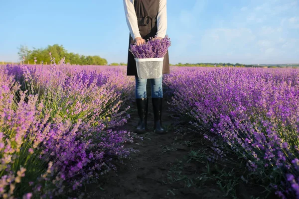 Agricultor Fêmea Segurando Cesta Com Flores Lavanda Campo — Fotografia de Stock