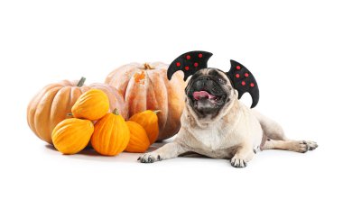 Cadılar Bayramı dekoru ve beyaz arka planda balkabakları olan sevimli pug köpeği.