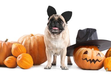 Cadılar Bayramı dekoru ve beyaz arka planda balkabakları olan sevimli pug köpeği.