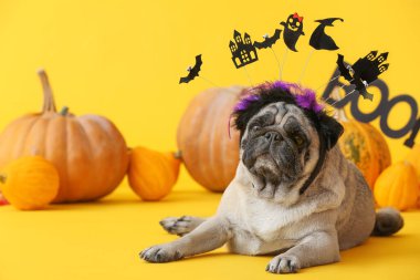 Cadılar Bayramı dekoru ve renkli balkabaklarıyla sevimli pug köpeği.