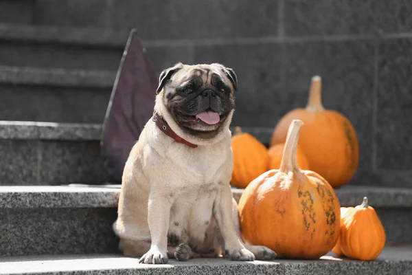 Lindo Perrito Con Calabazas Halloween Aire Libre — Foto de Stock