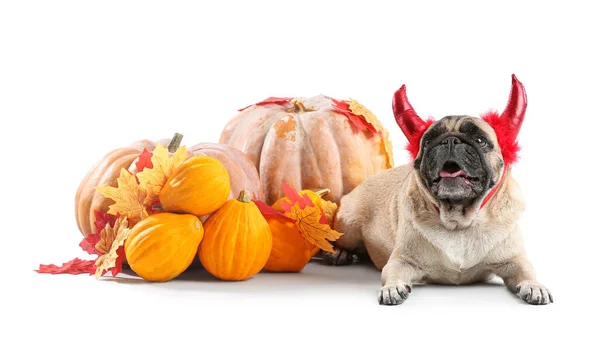 Cadılar Bayramı Dekoru Beyaz Arka Planda Balkabakları Olan Sevimli Pug — Stok fotoğraf