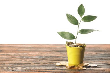 Bozuk paralar ve yeşil yapraklarla dolu kova beyaz arkaplanda