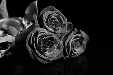 Siyah arka planda güzel güller