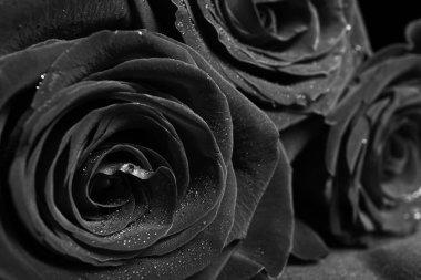 Su damlalı güzel güller, yakın plan.