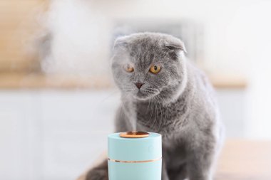 Modern nemlendiricisi olan sevimli bir kedi.