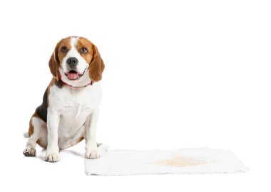 Beyaz arka planda ıslak lekesi olan şirin bir köpek.