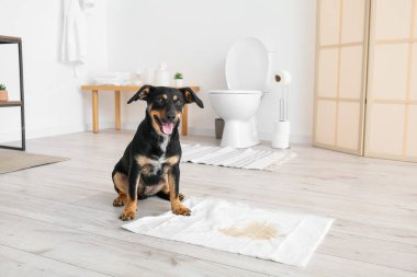 Banyoda ıslak lekesi olan şirin bir köpek.