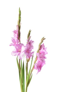 Beyaz arka planda güzel gladiolus çiçekleri