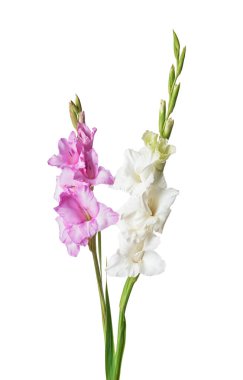 Beyaz arka planda güzel gladiolus çiçekleri