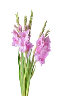Beyaz arka planda güzel gladiolus çiçekleri