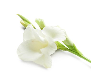 Renkli arkaplanda güzel bir gladiolus çiçeği