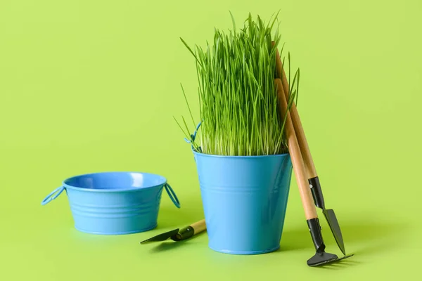 Bucket Grass Basin Gardening Tools Color Background — Stock Photo, Image