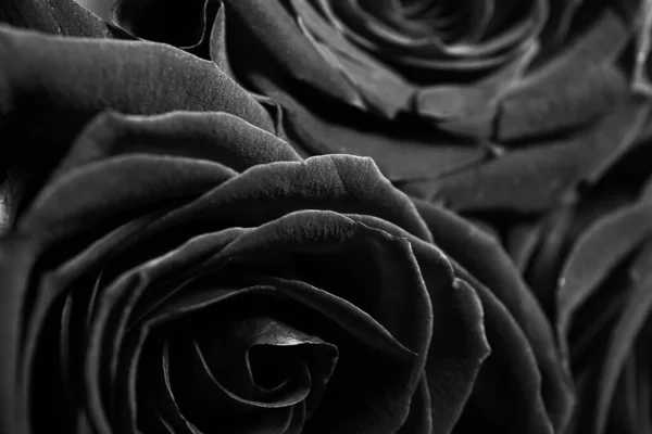 Bourgeons Belles Roses Fleurs Gros Plan — Photo