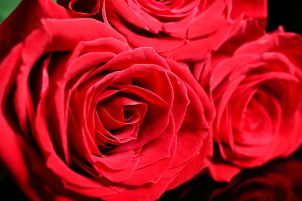 Бутони Красивих Квітучих Троянд Крупним Планом — стокове фото