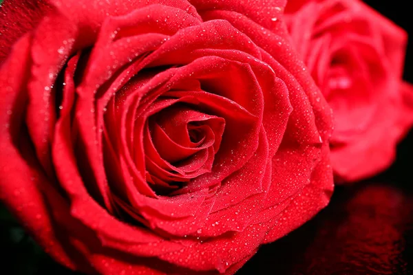 Bud Beautiful Blooming Rose Closeup — Stock Photo, Image
