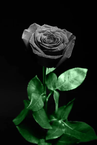 Gyönyörű Rózsa Vízcseppek Sötét Háttér — Stock Fotó
