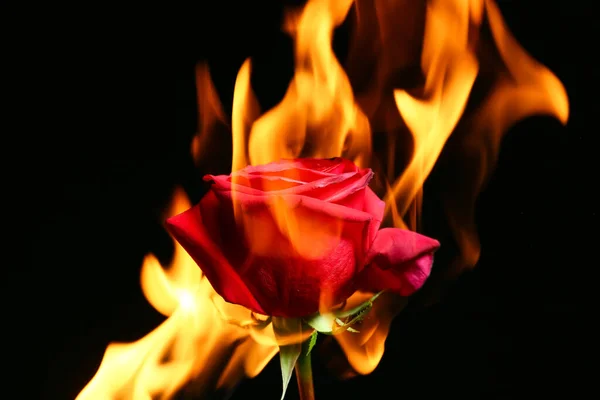 美丽的玫瑰在黑暗的背景下燃烧着 — 图库照片
