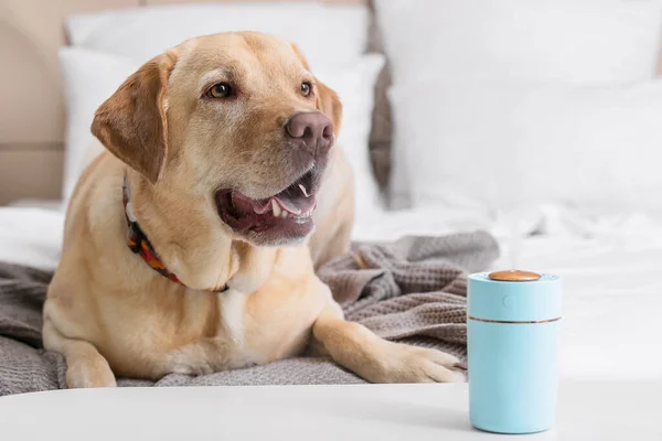 Modern Nemlendiricisi Olan Sevimli Bir Köpek Yatak Odasında — Stok fotoğraf