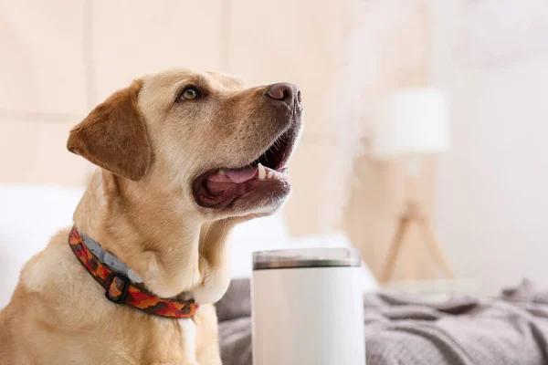 Anjing Lucu Kamar Tidur Dengan Humidifier Modern — Stok Foto