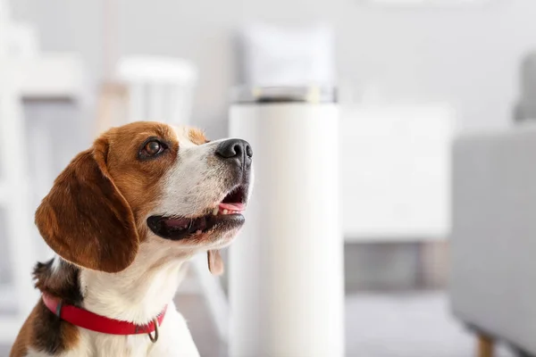 Leuke Hond Kamer Met Moderne Luchtbevochtiger — Stockfoto