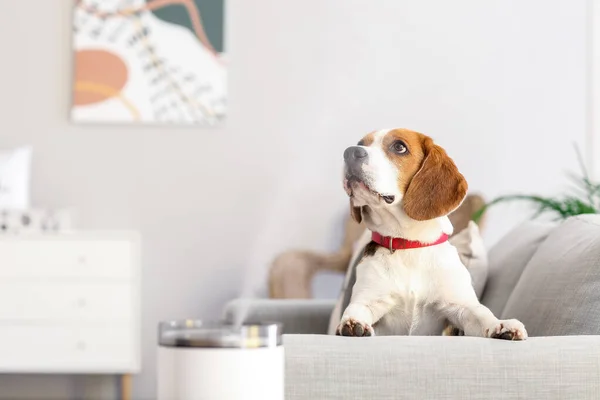 Sød Hund Rummet Med Moderne Luftfugter - Stock-foto